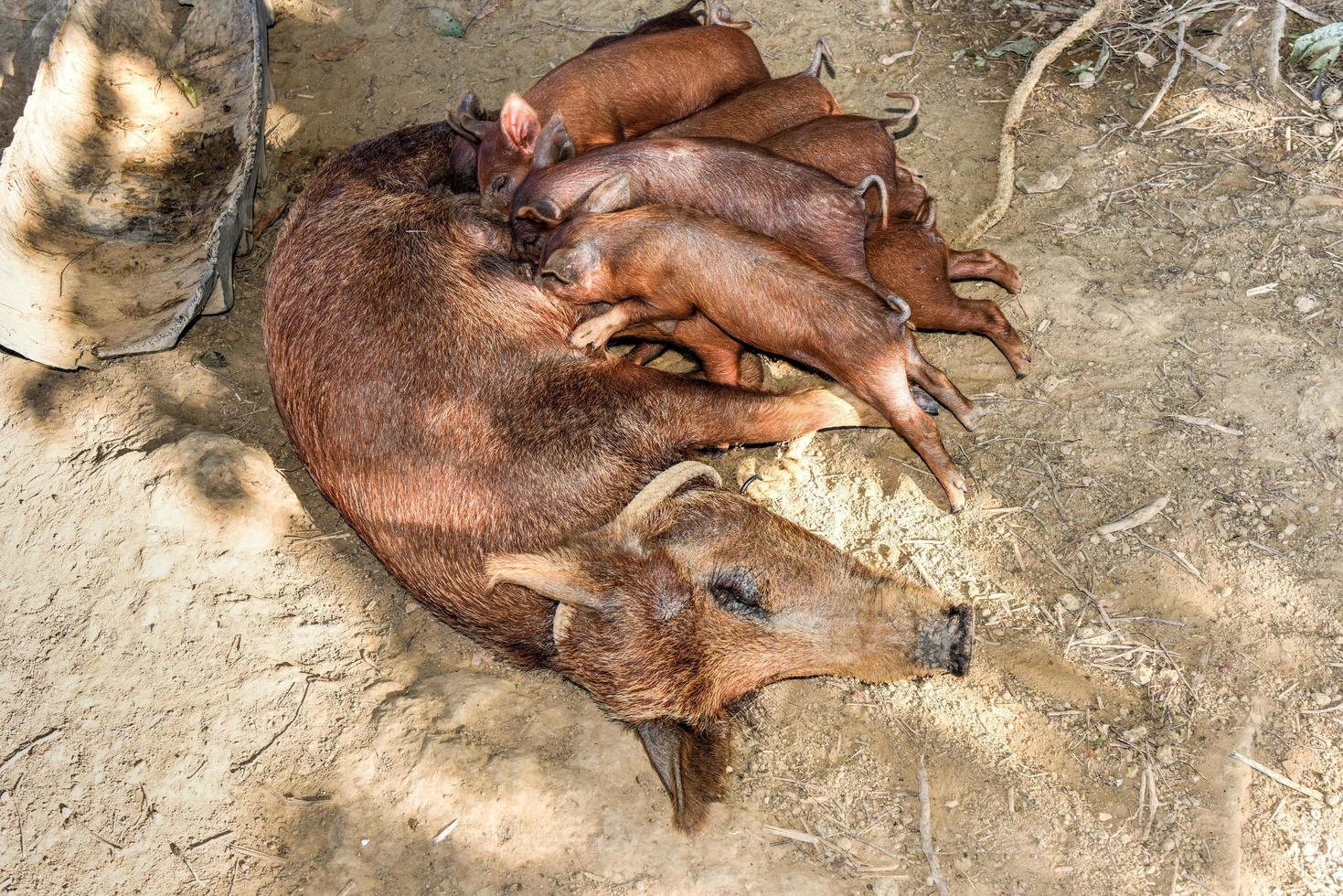 kleine ferkel, die ihre mutter in vinales, kuba, säugen. foto