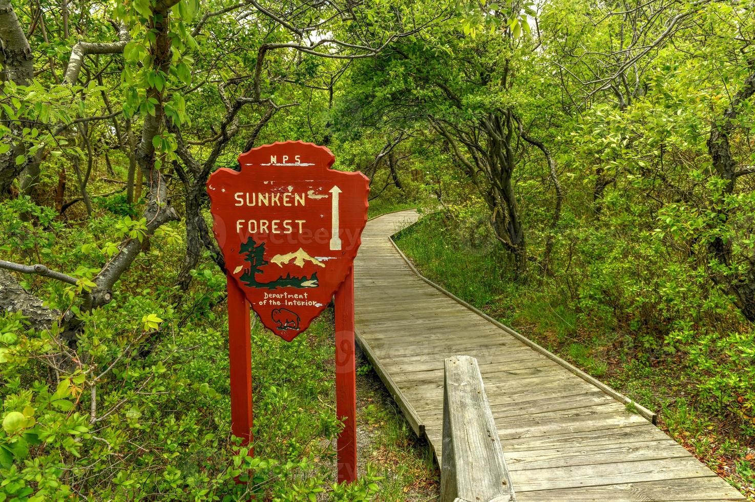 versunkener Wald in Fire Island, Long Island, New York. Es ist eine seltene ökologische Gemeinschaft von maritimen Stechpalmenwäldern, die aus einer seltenen Ansammlung von Pflanzen auf einer vorgelagerten Insel im Atlantik besteht. foto