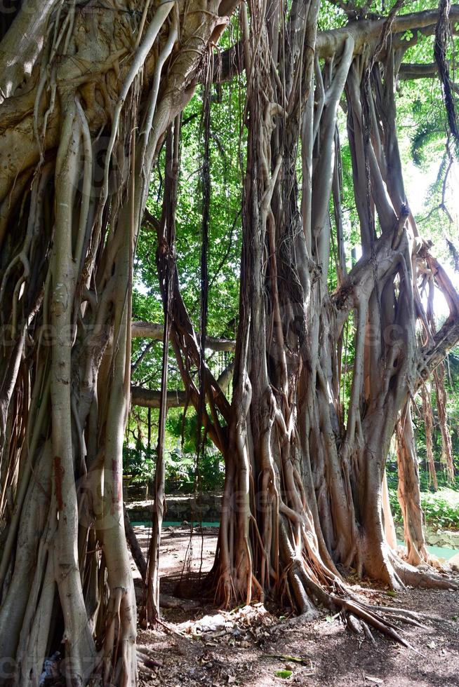 Almendares Park im Great Metropolitan Park, auch bekannt als der Wald von Havanna in Kuba. foto