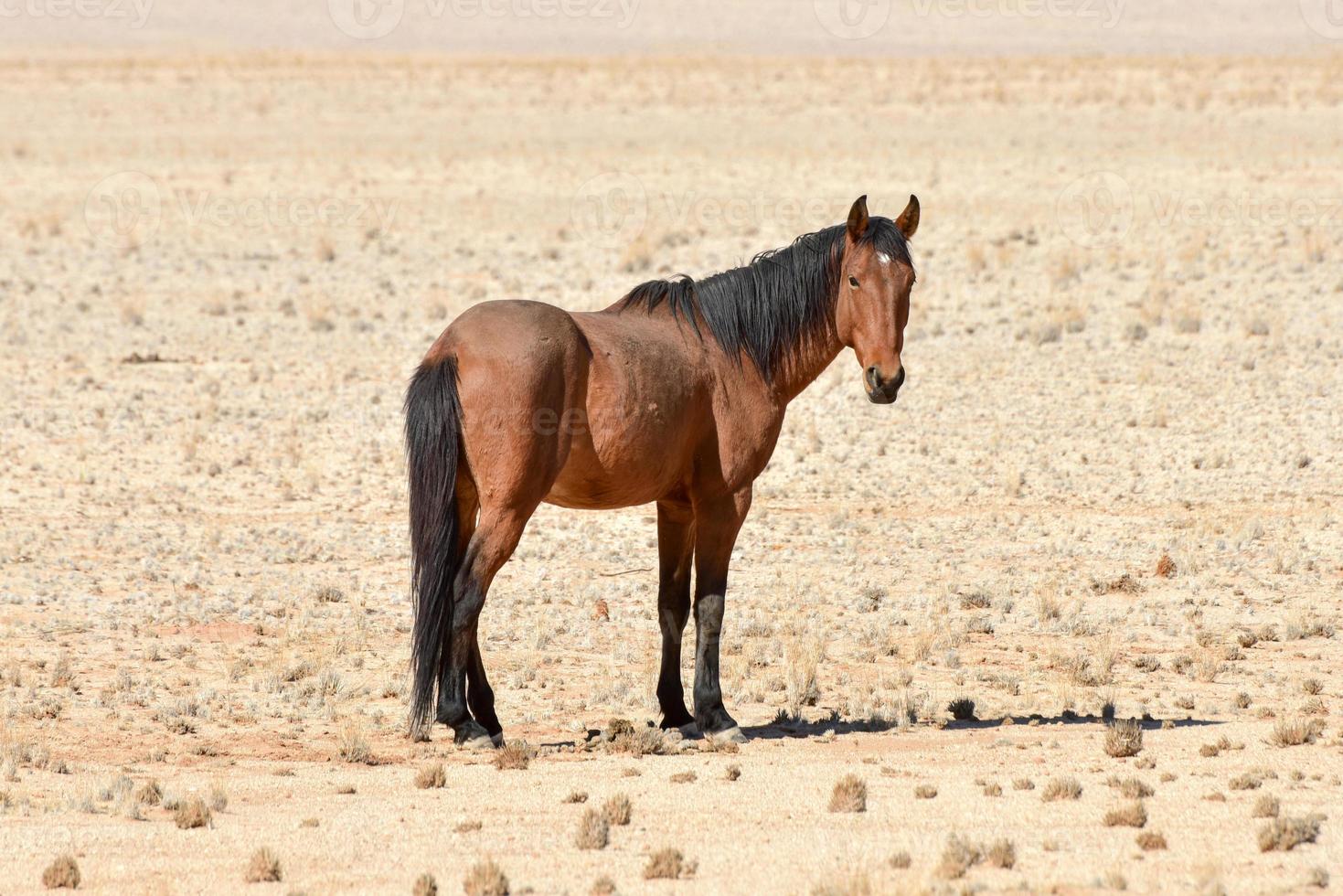 Wüstenpferde, Namibia foto