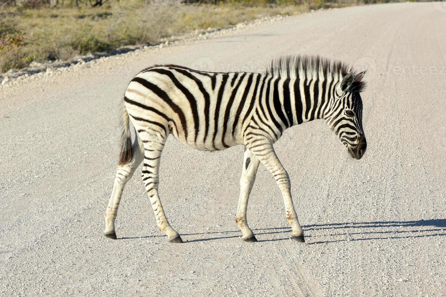 Zebrababy - Etosha, Namibia foto