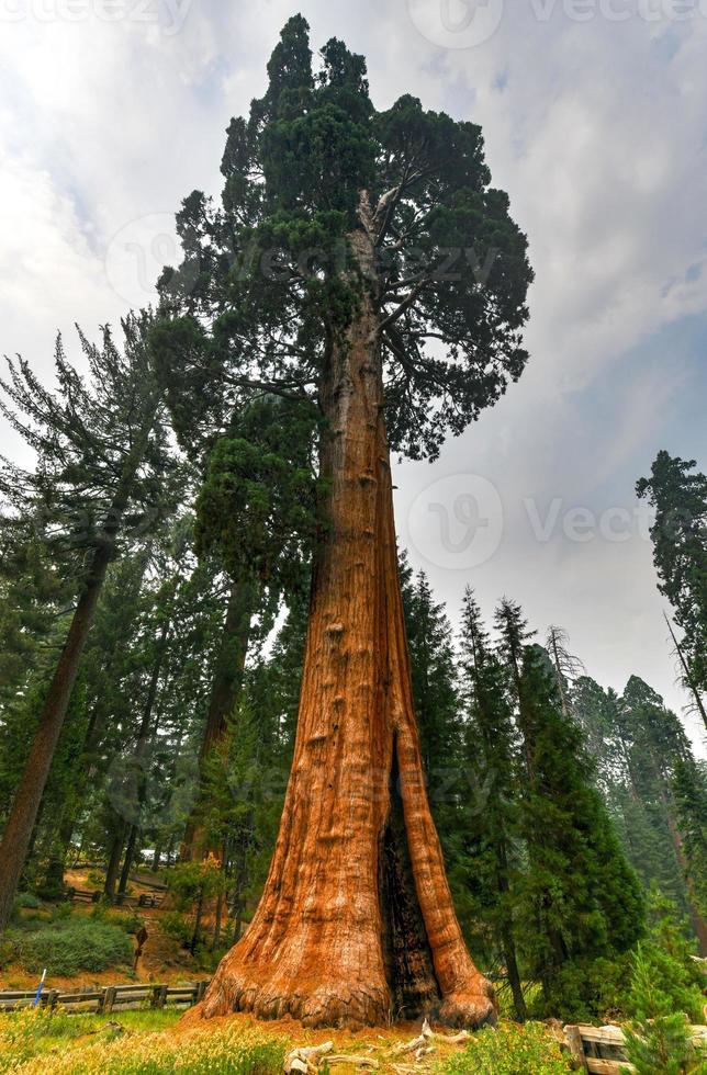 Giant Sequoia Tree Sentinel im Sequoia National Park, Kalifornien, USA foto