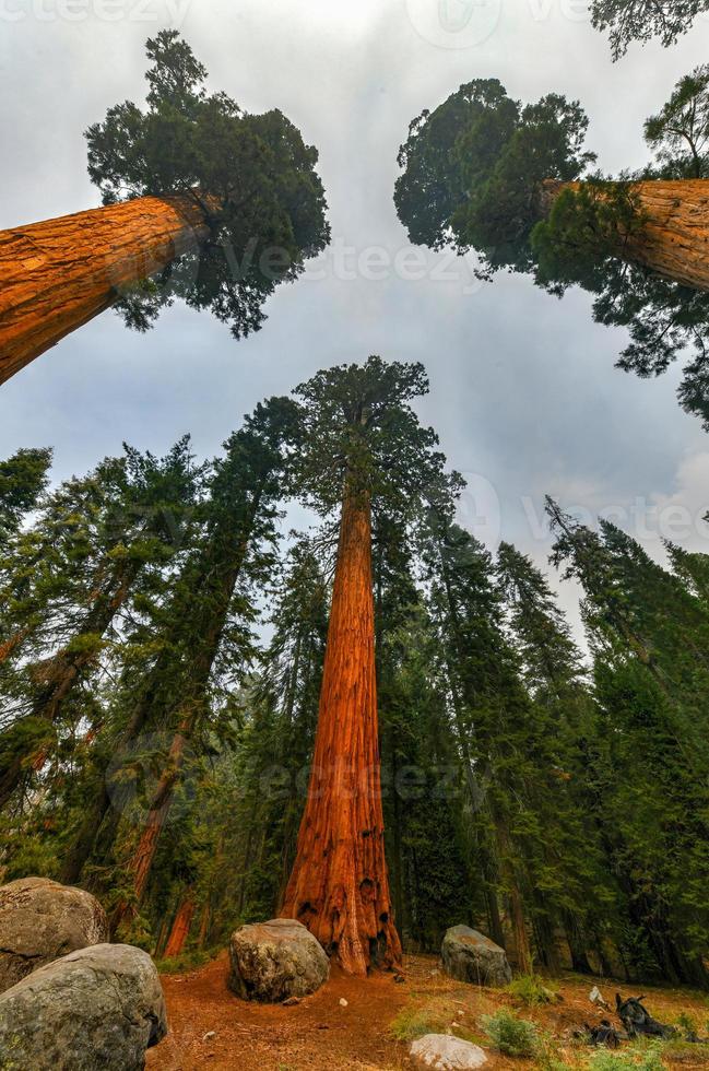 Big Trees Trail im Sequoia National Park, wo die größten Bäume der Welt stehen, Kalifornien, USA foto