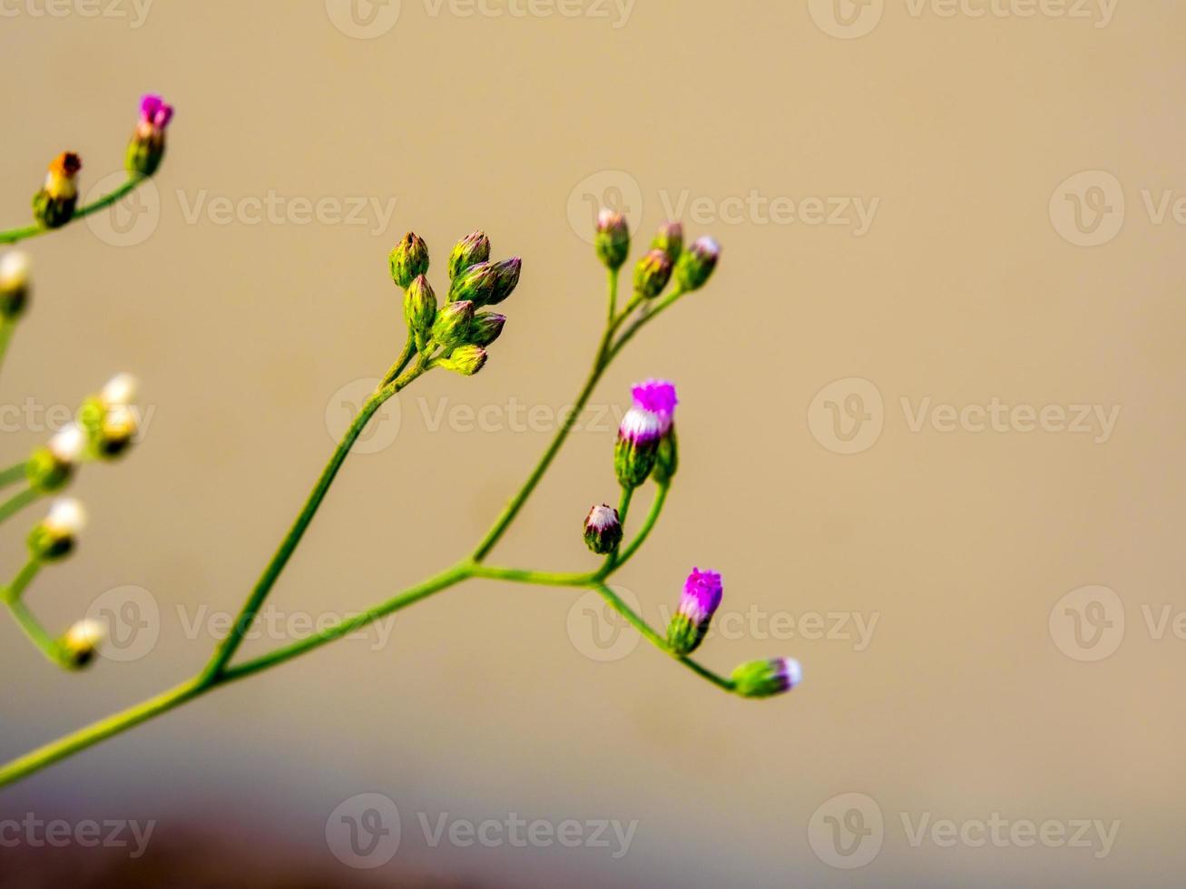 kleine Eisenkrautblume im Morgenlicht foto