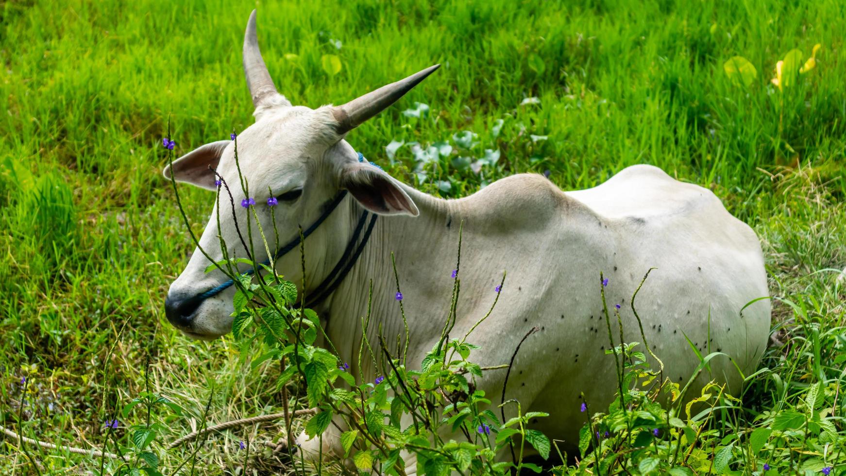 Kühe entspannen sich auf grünem Gras foto