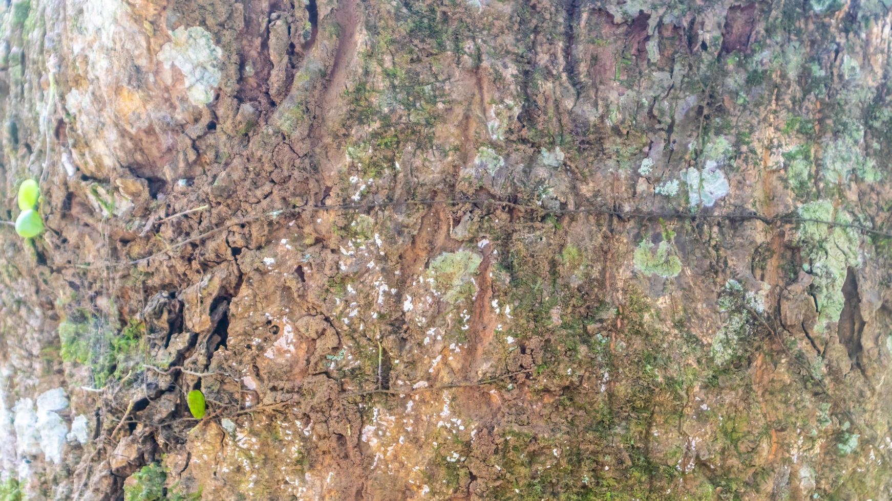 erstaunliche Holzrindenstruktur als Hintergrund foto