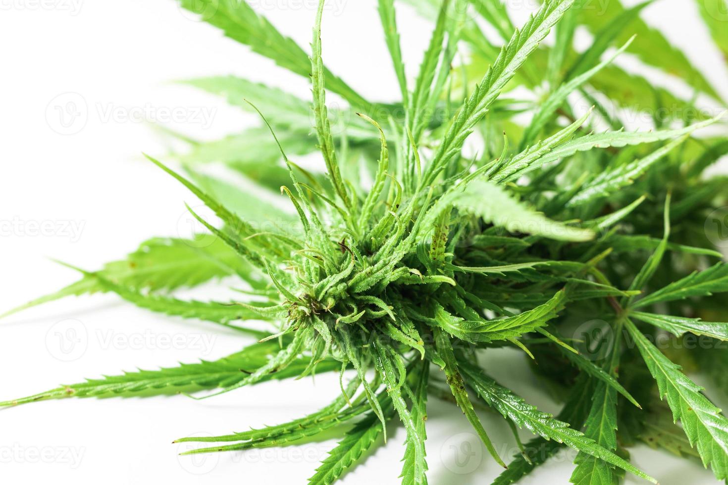 Nahaufnahme der grünen Cannabispflanze auf weißem Hintergrund foto