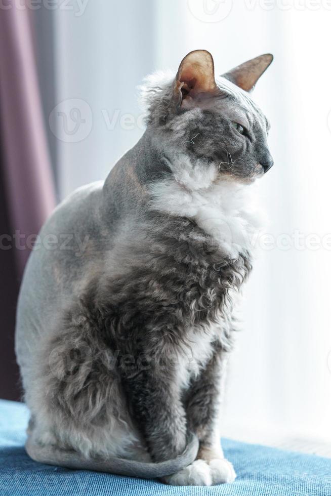Porträt der Donskoy-Sphynx-Katze zu Hause foto