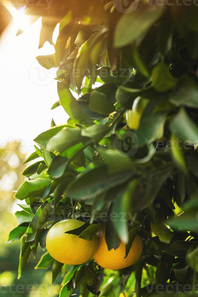 reife Grapefruits auf dem kleinen immergrünen Baum foto