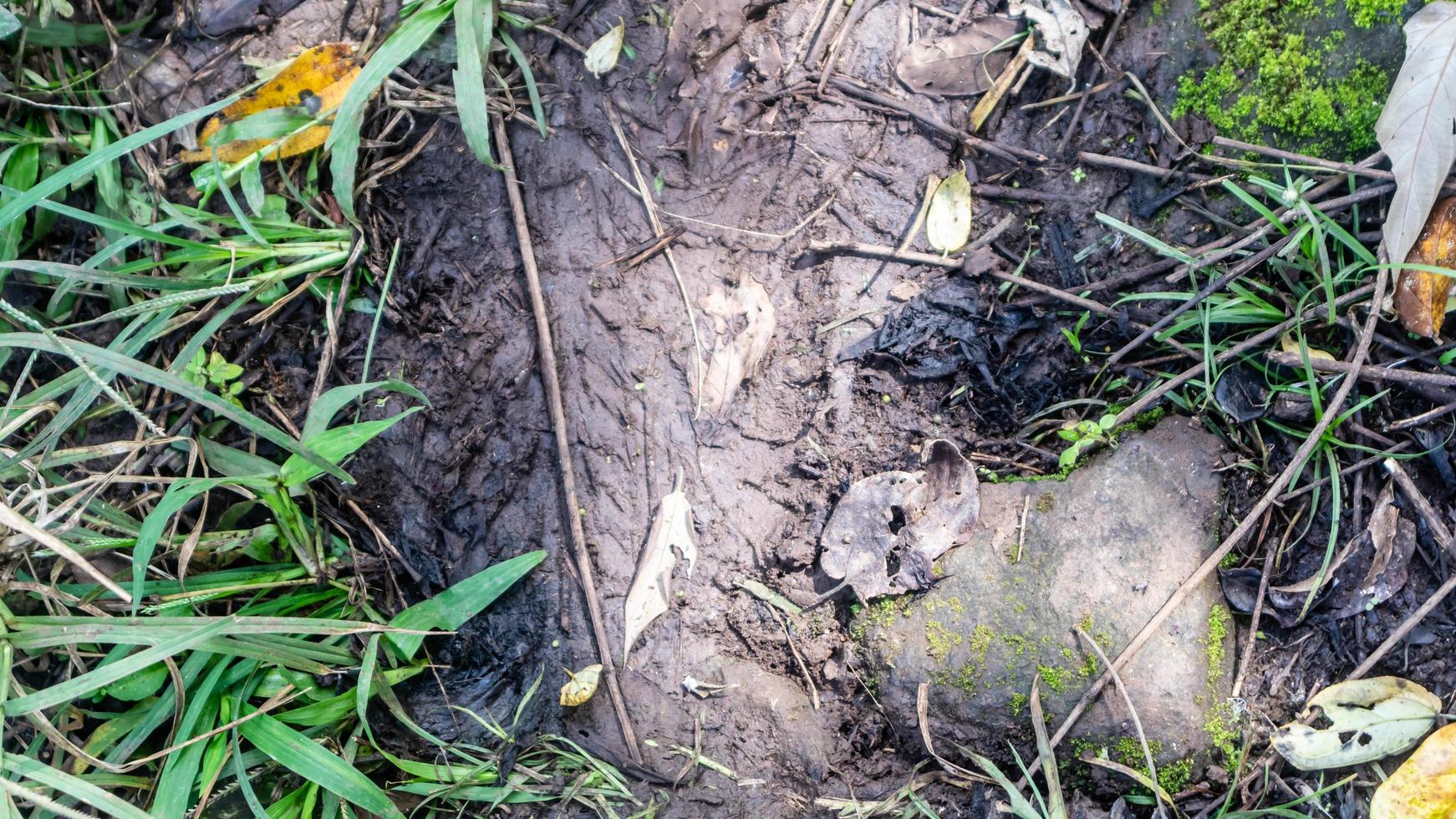 Boden mit Wildpflanzen im Hintergrund foto