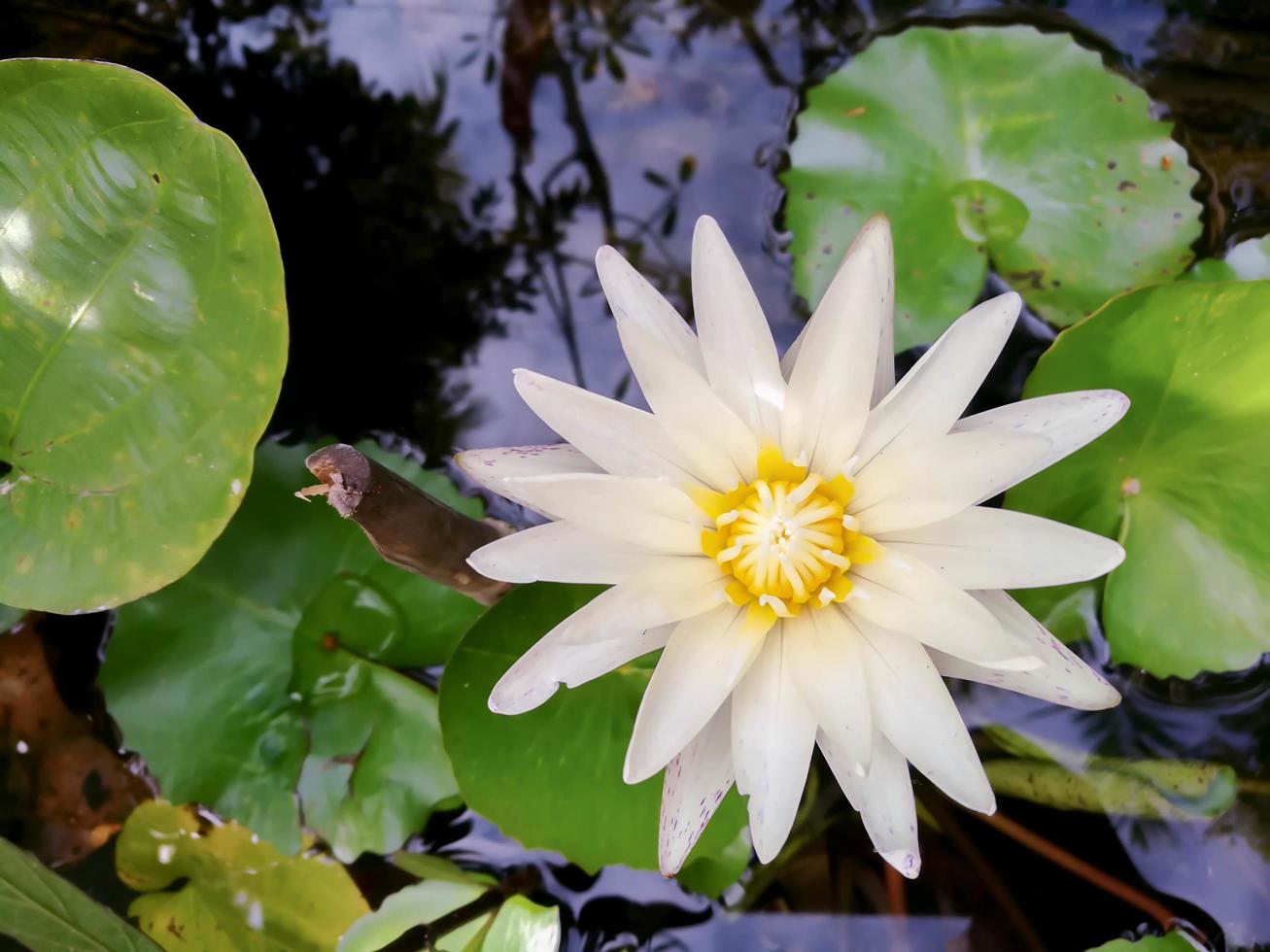 Draufsicht und Nahaufnahme der weißen Lotusblume, die am Sonnentagmorgen in einem Pool blüht. dav foto