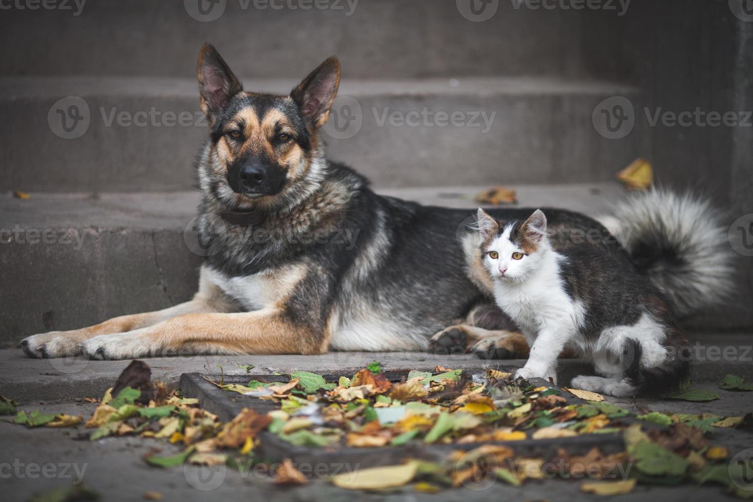 Freundschaft Hund und Katze foto
