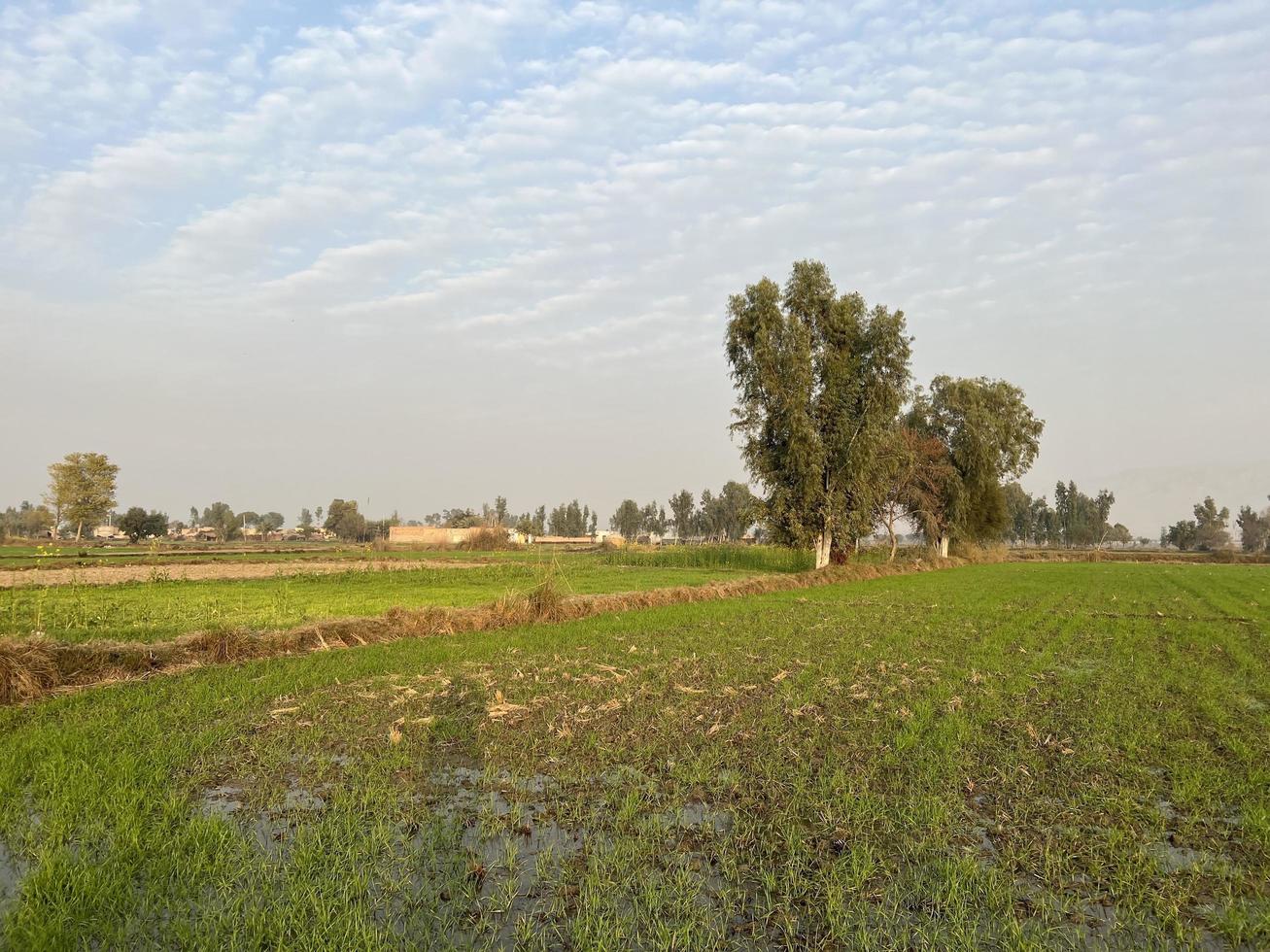 Filmische, farblich abgestufte Luftaufnahme einer Feldfrucht im Dorf Pakistans Schöne Landschaftsansicht des Reisfeldes in Thathi Mianwali foto