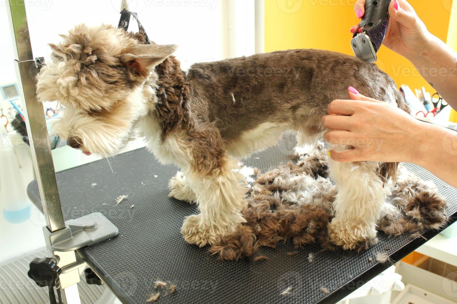hände der pflegerin machen einen haarschnitt mit dem trimmer des yorkshire terriers im pflegesalon. Verwendung von Werkzeug zum Kämmen von Wolle. professionelles tierpflegekonzept. nahaufnahme mit kopierraum für text foto