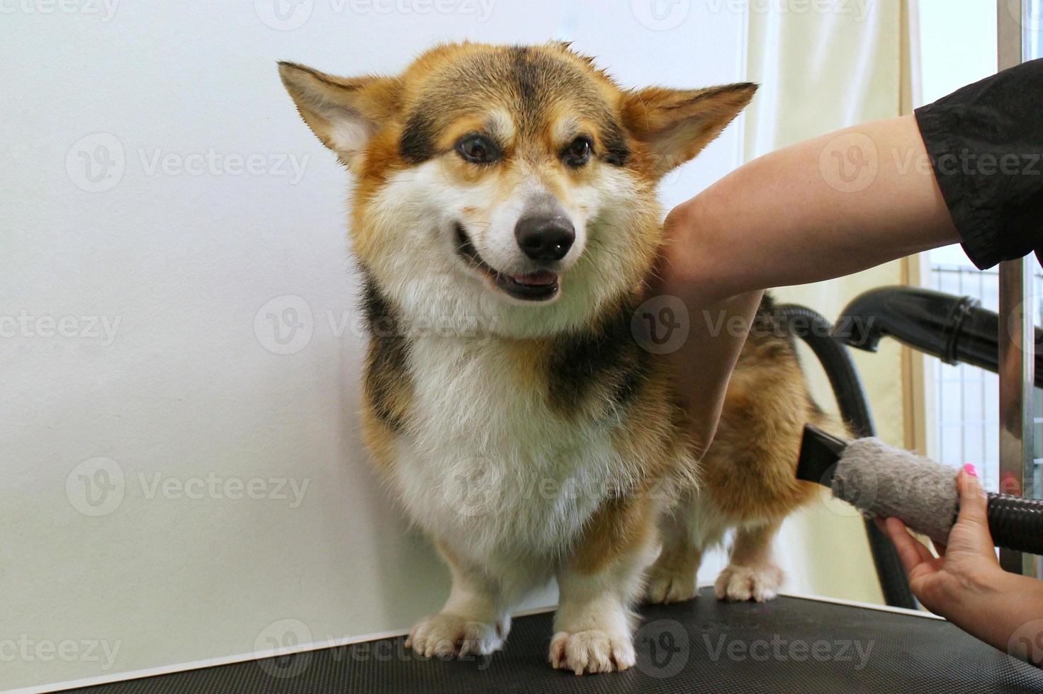 Pet Professional Master Groomer Föhn Corgi Welsh Pembroke Dog nach dem Waschen im Pflegesalon. weibliche hände mit fön, die pelz mit einem gebläse getrocknet bekommen. Tierfrisur-Konzept. Nahansicht foto