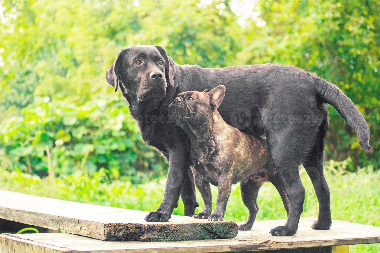 Labrador Retriever und französische Bulldogge auf grünem Hintergrund. zwei reinrassige hunde stehen auf dem podium. foto