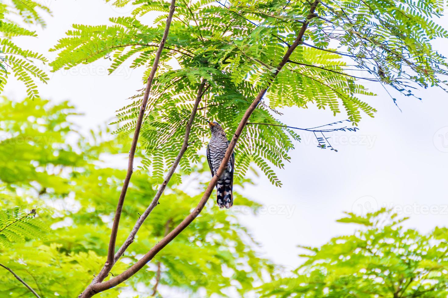 Asiatischer Smaragdkuckuck thront auf Baum foto