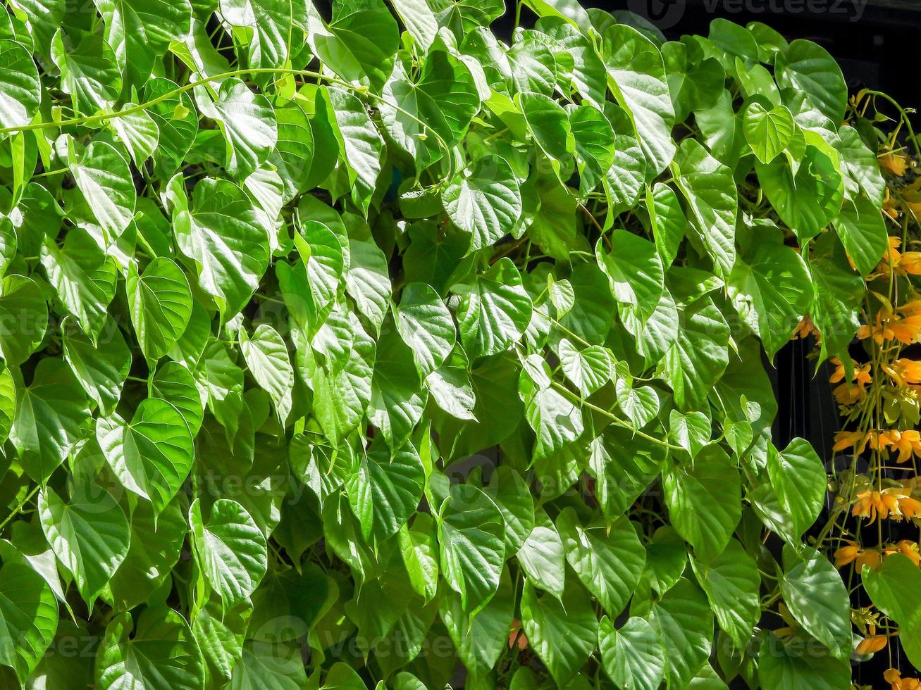 tinospora cordifolia, lokaler Name Guduchi und Giloy, ist eine krautige Liane aus der Familie der Menispermaceae, die in den tropischen Gebieten Indiens beheimatet ist und als Ayurveda-Medizin verwendet wird foto