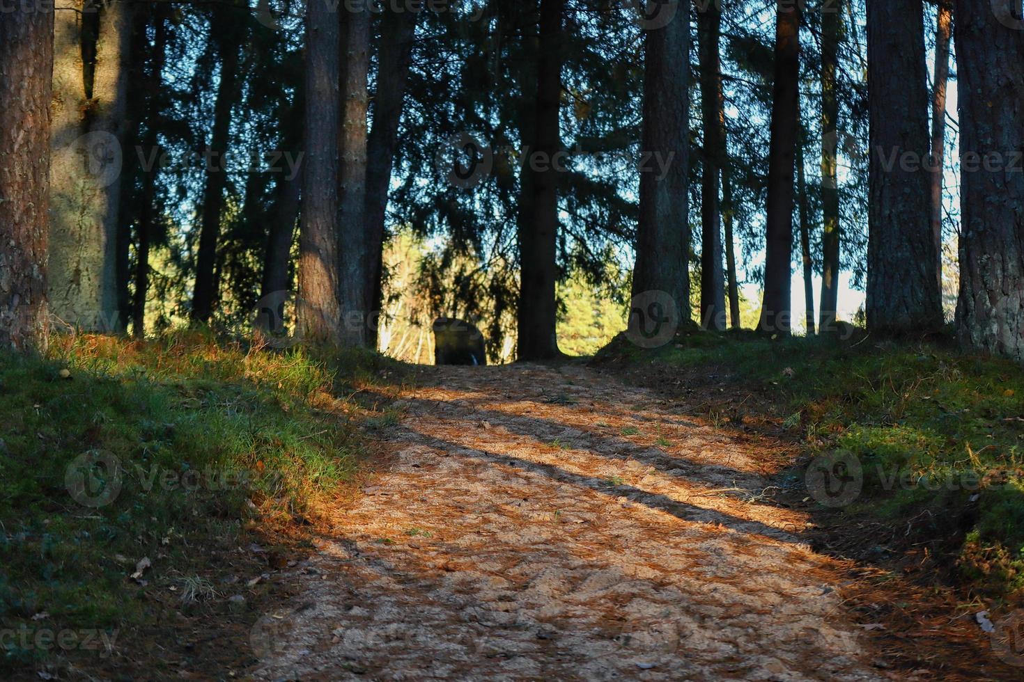 Gehweg aus Stein in einem Wald mit Lichtstrahlen bei Sonnenuntergang, die durch die Bäume des Waldes scheinen foto