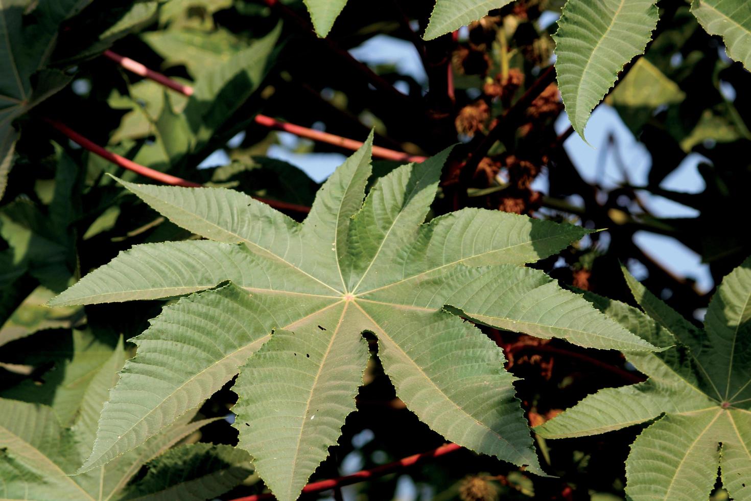 eine nahaufnahmeansicht eines ricinus communis-blattes. foto