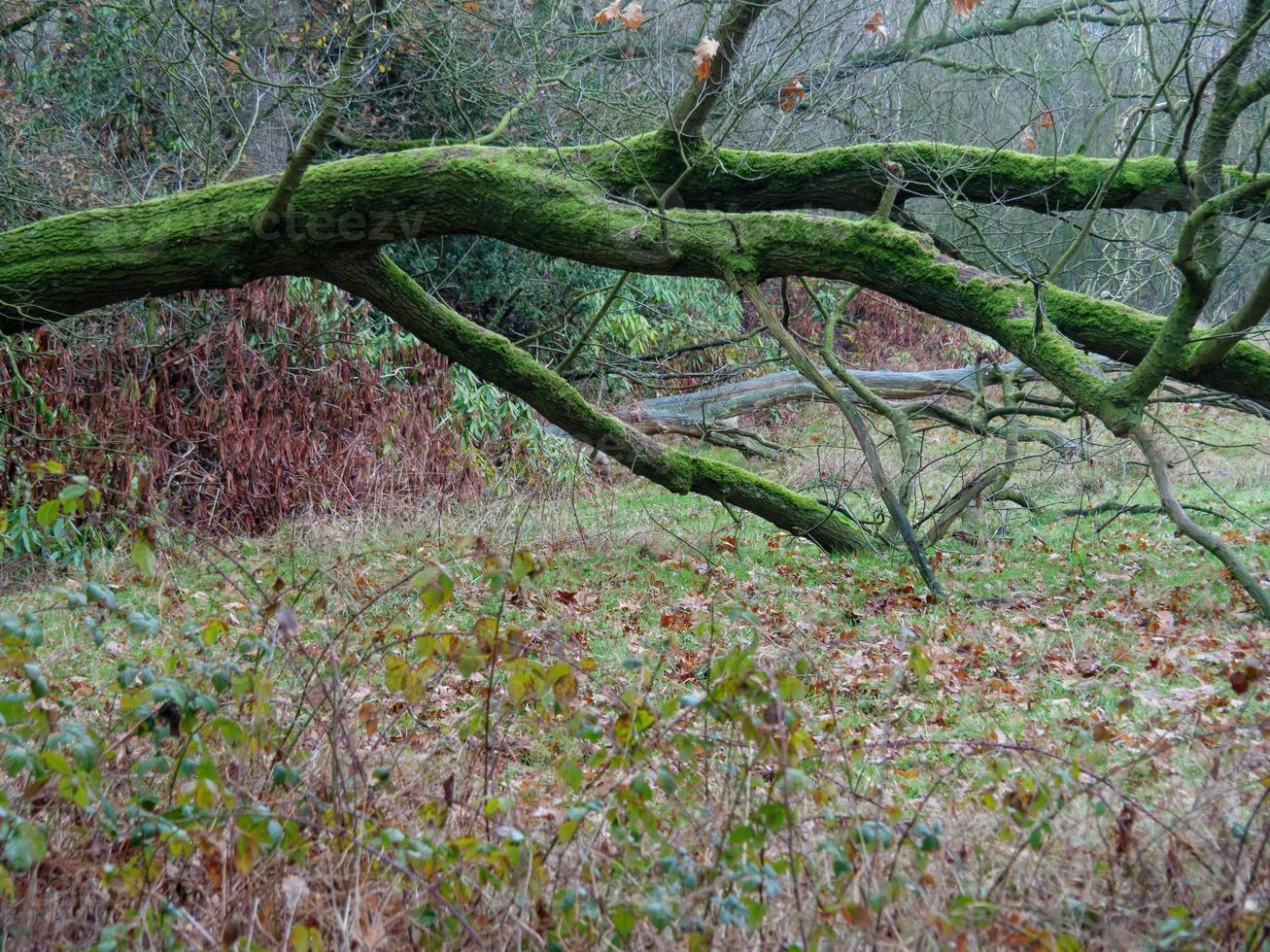 Wandern in den Niederlanden in der Nähe von Haaksbergen foto