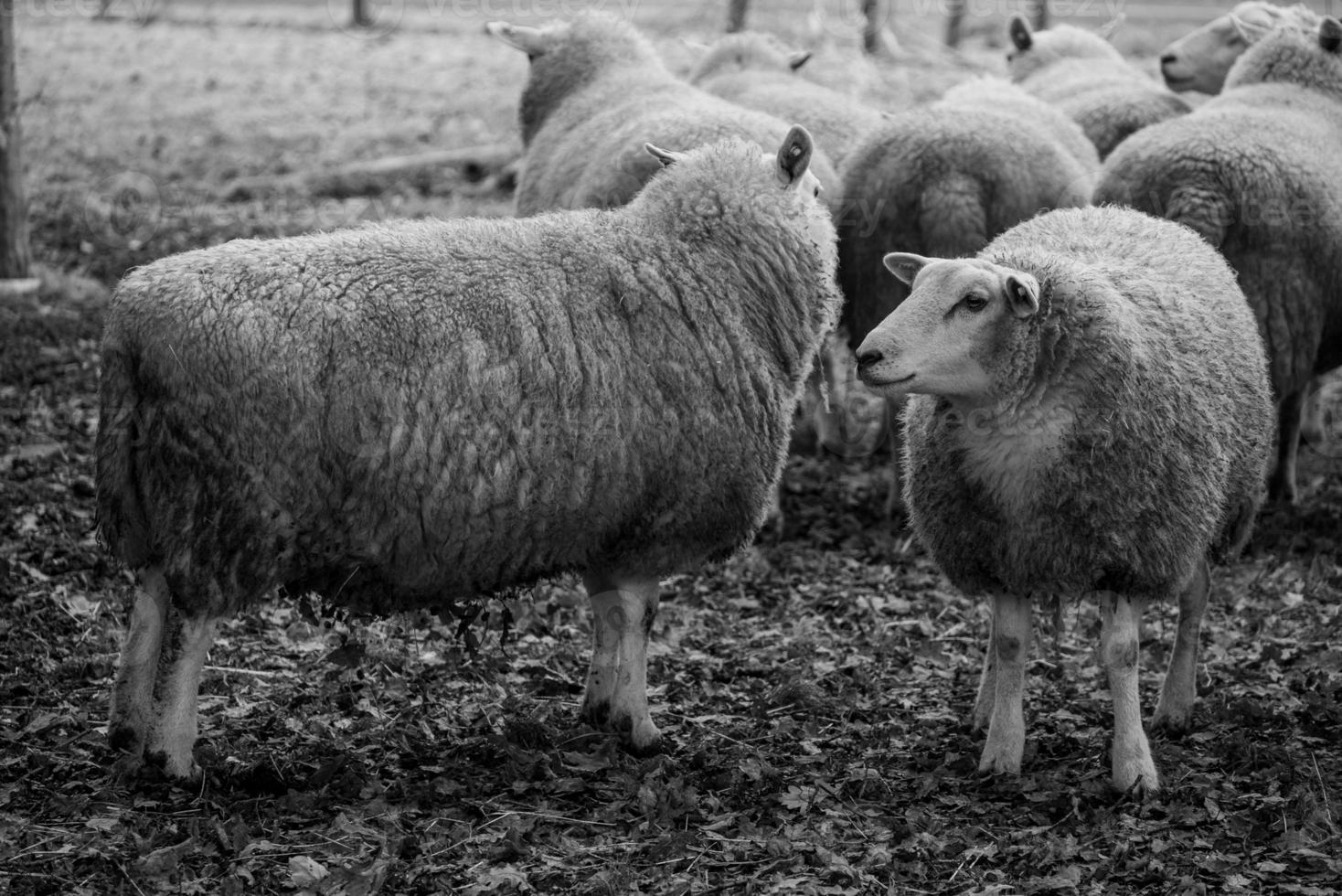 Schafe auf einem Feld in Deutschland foto
