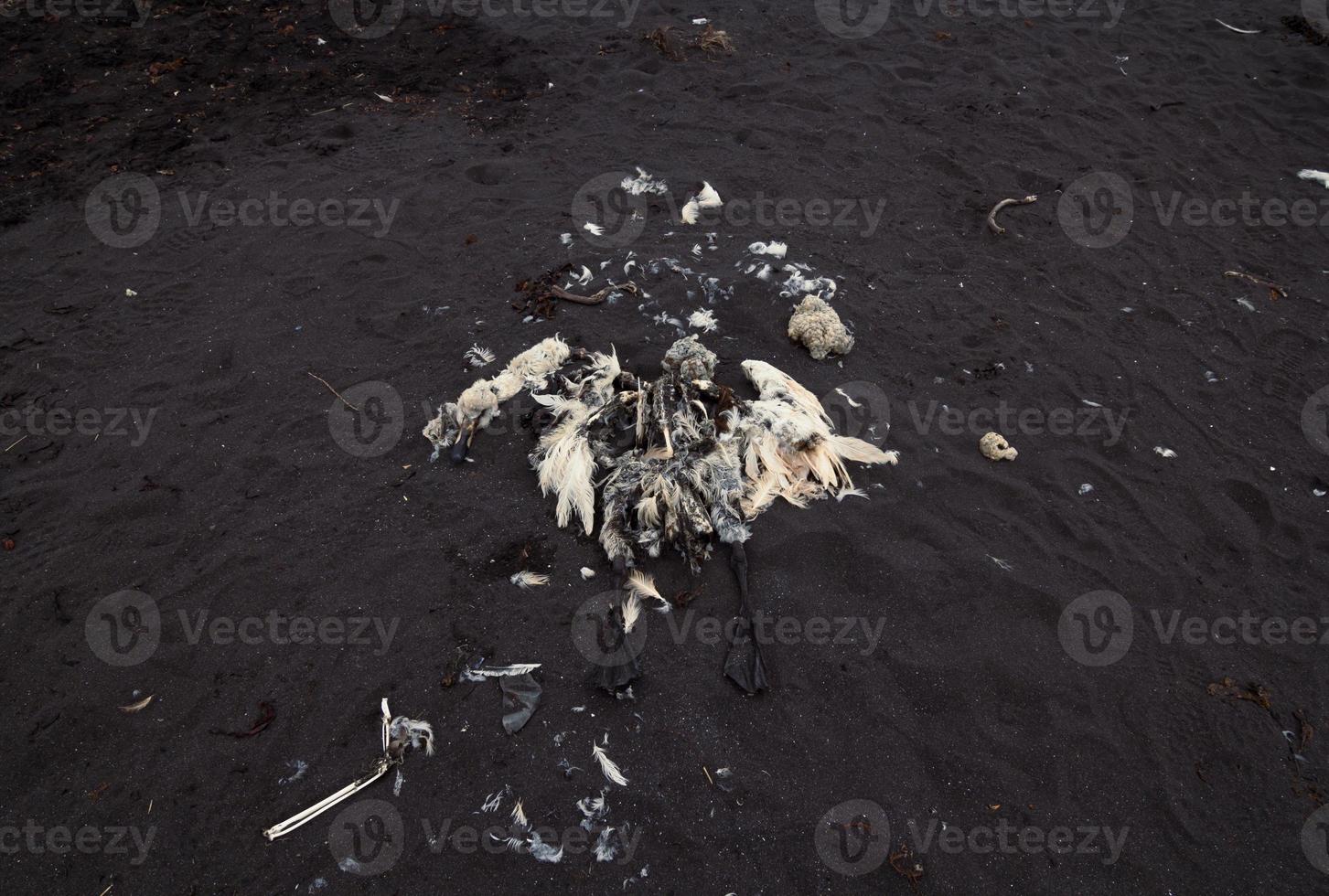 Nahaufnahme Möwe bleibt auf schwarzem Sand Konzeptfoto foto