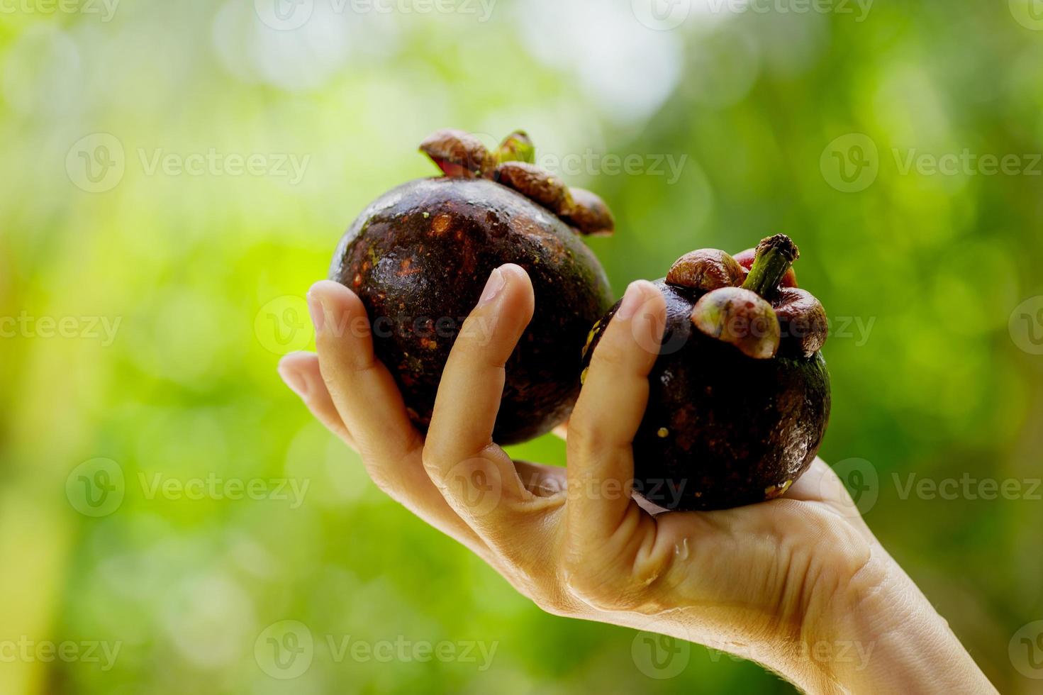 weibliche hand mit frischen und reifen mangostanen foto