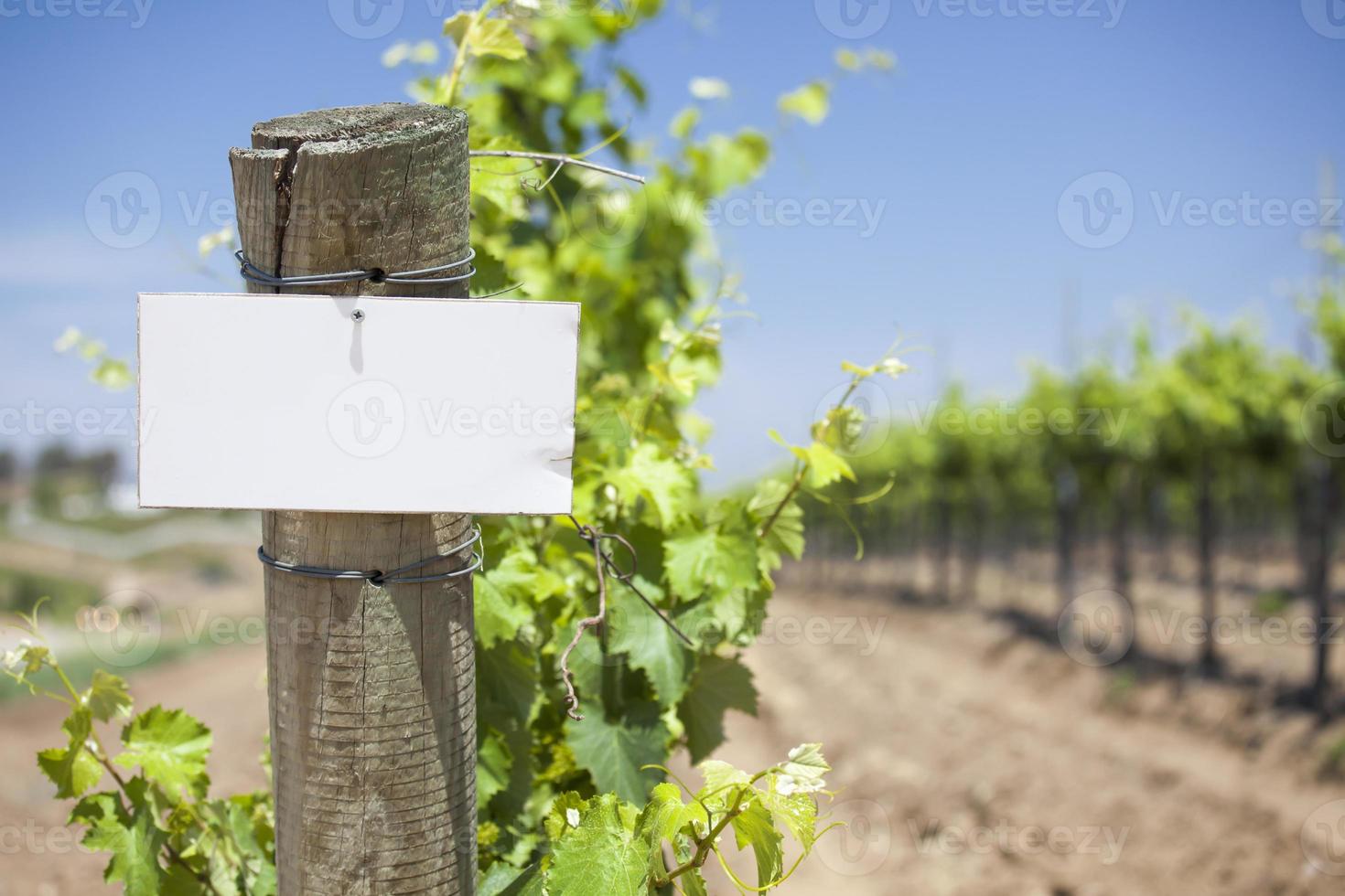 Traubenwein Weinberg mit Holzpfosten mit leerem Schild foto