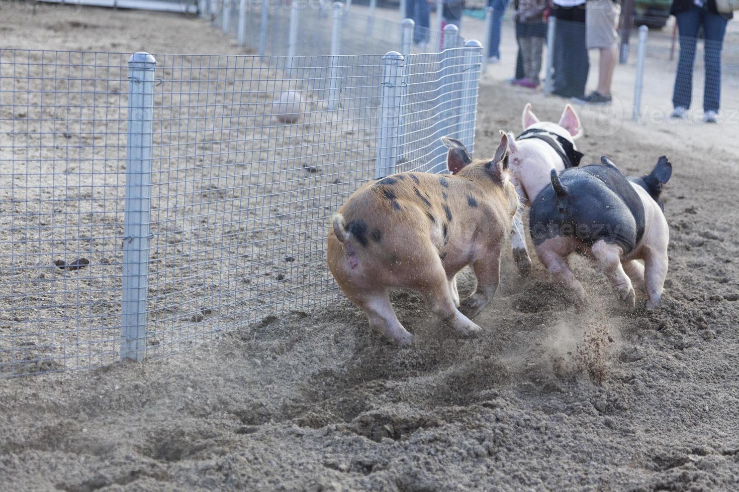 ein Tag bei den kleinen Schweinchenrennen foto
