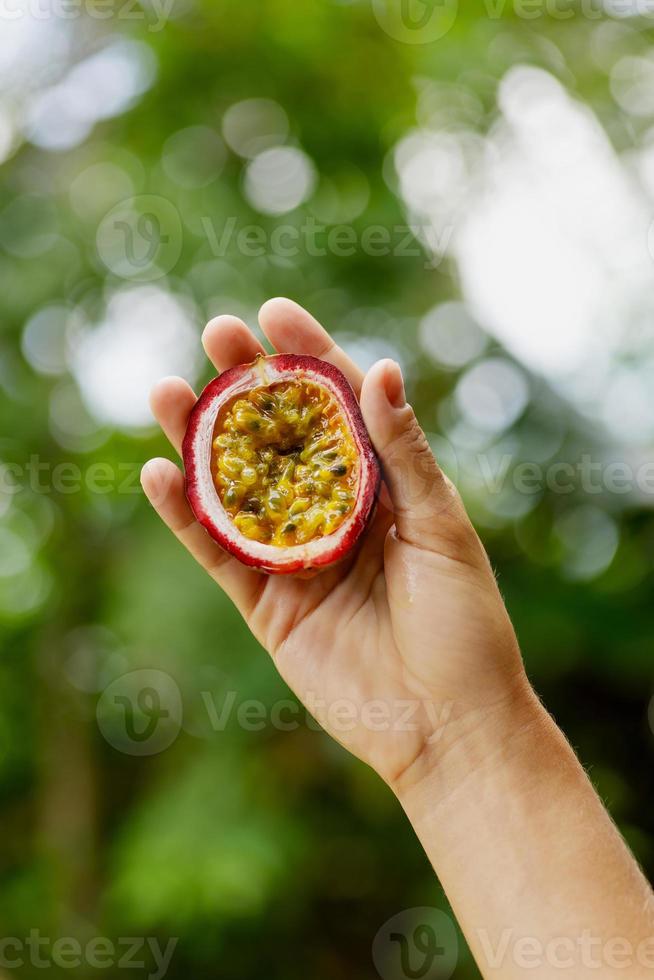 weibliche hand, die frische und reife passionsfrucht hält foto