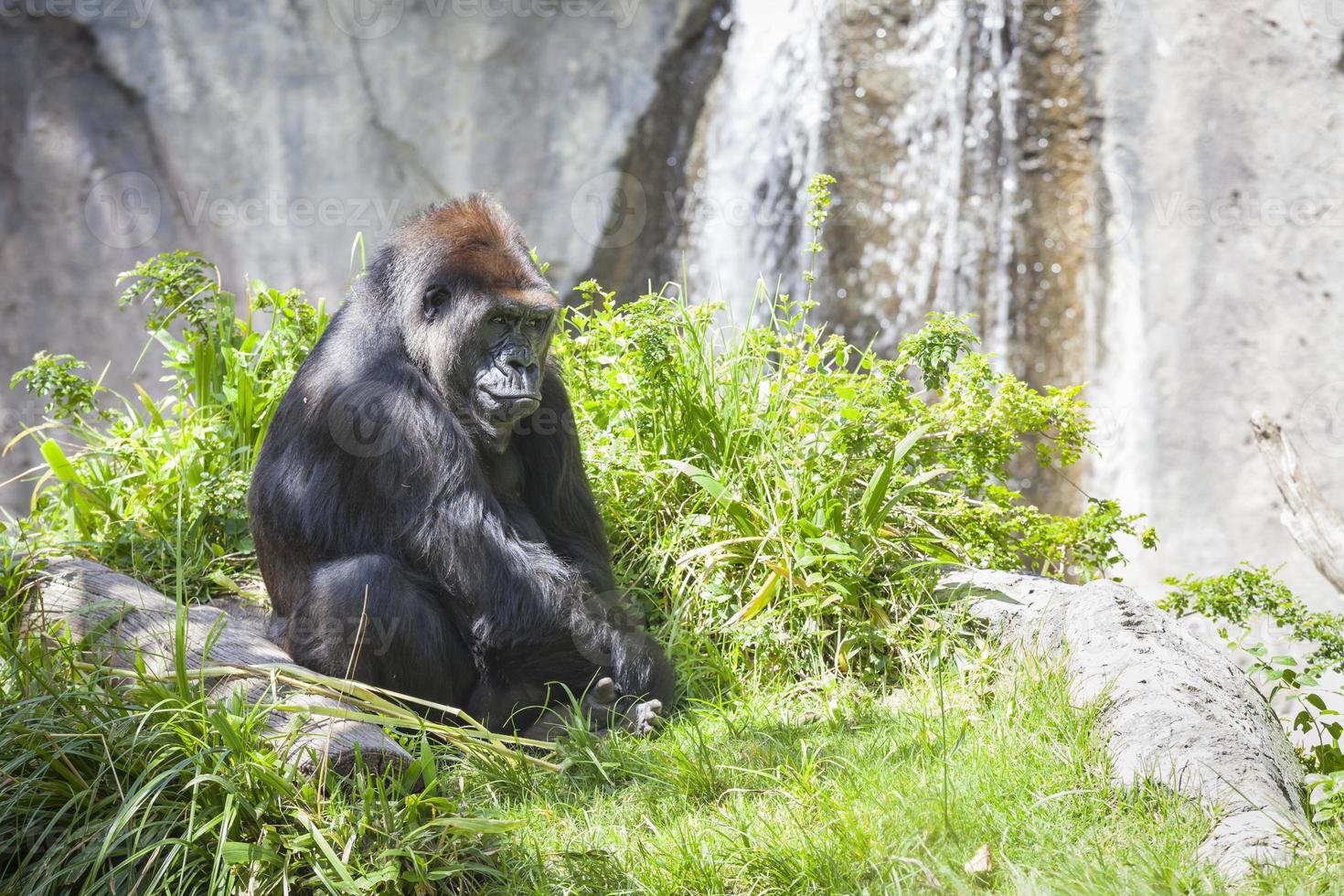 entspannter Westlicher Flachlandgorilla foto