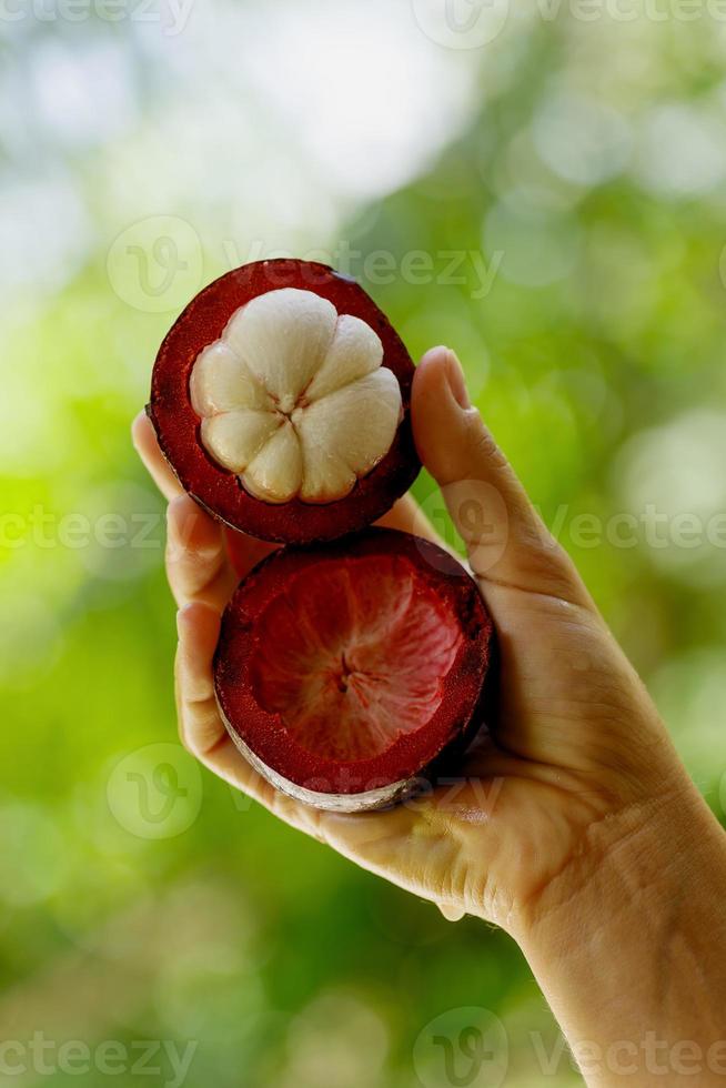 weibliche Hand mit frischer und reifer Mangostan foto