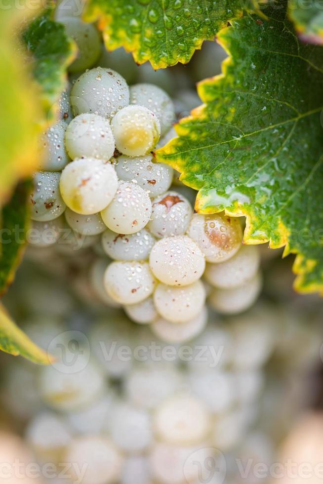 Weinberg mit üppigen, reifen Weintrauben am Rebstock bereit zur Ernte foto