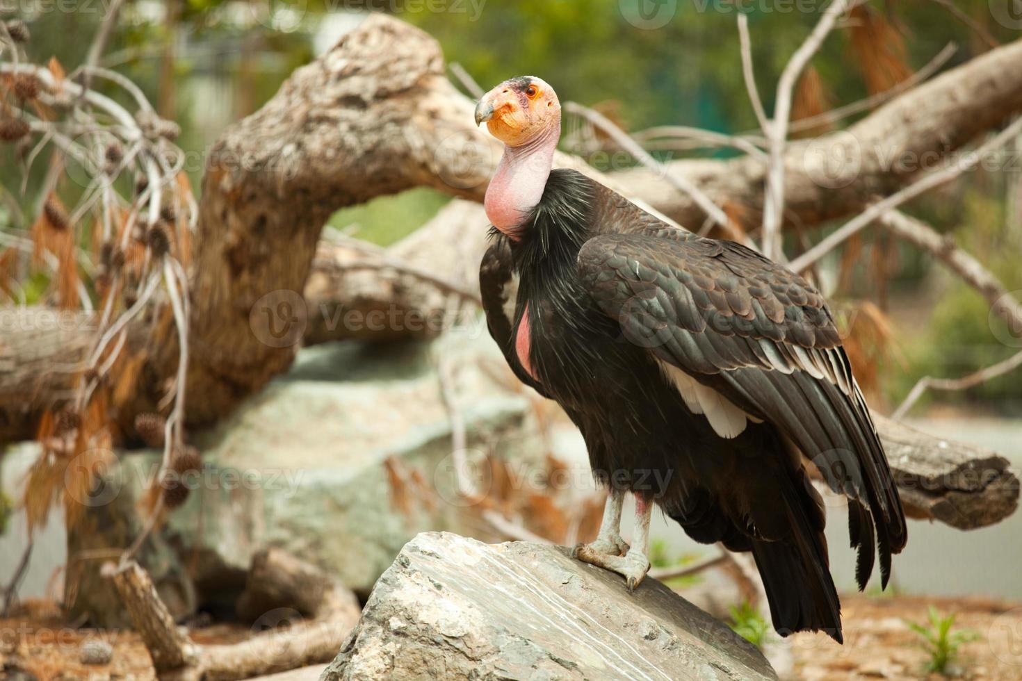 der vom Aussterben bedrohte kalifornische Kondor foto