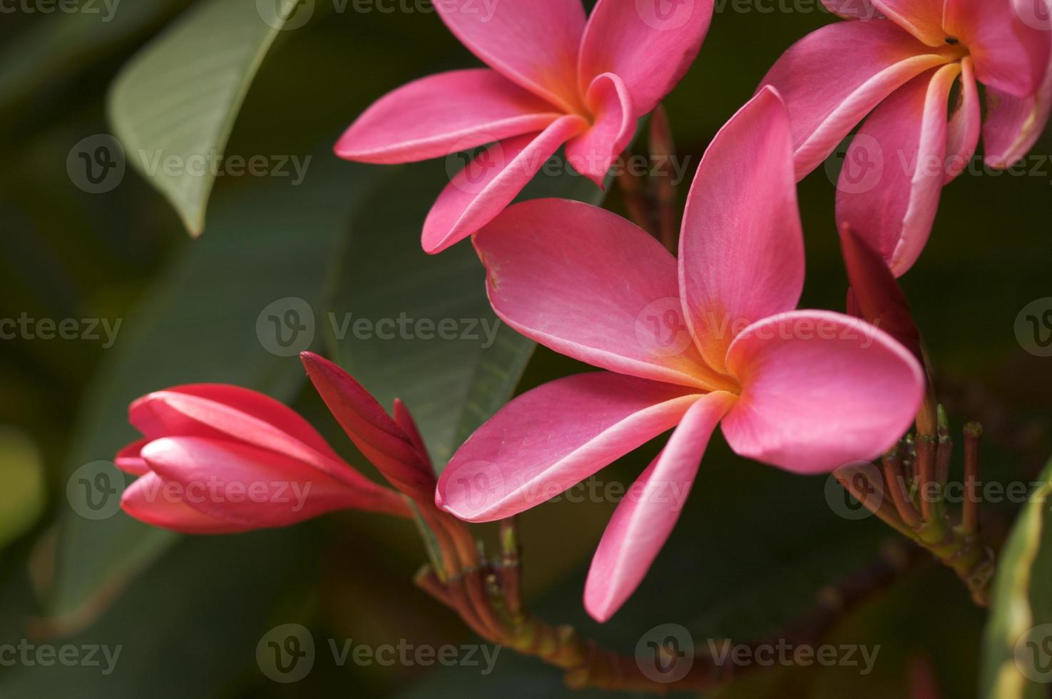 rosa Plumeria Blumen foto