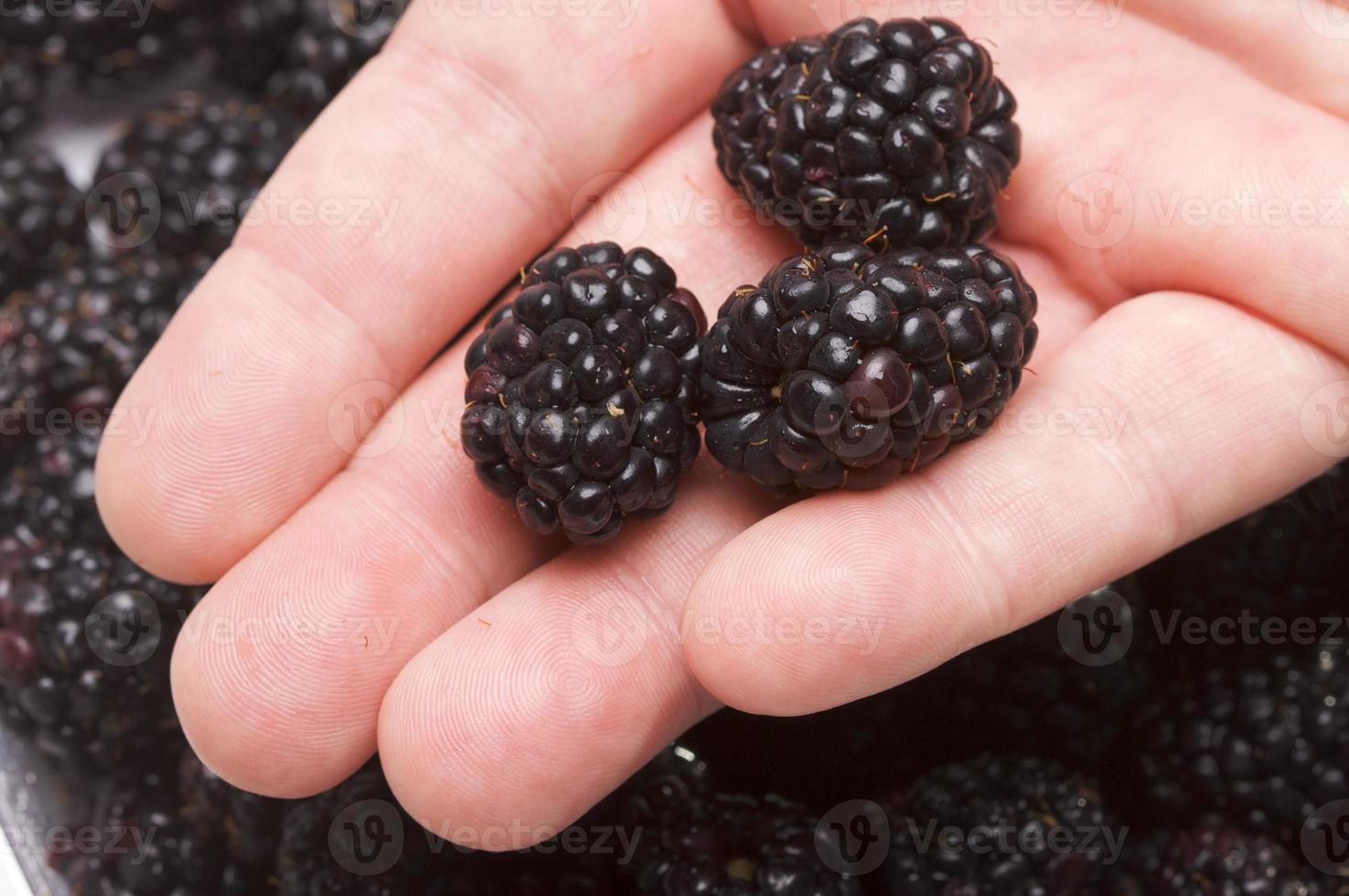 Hand, die Brombeeren hält foto