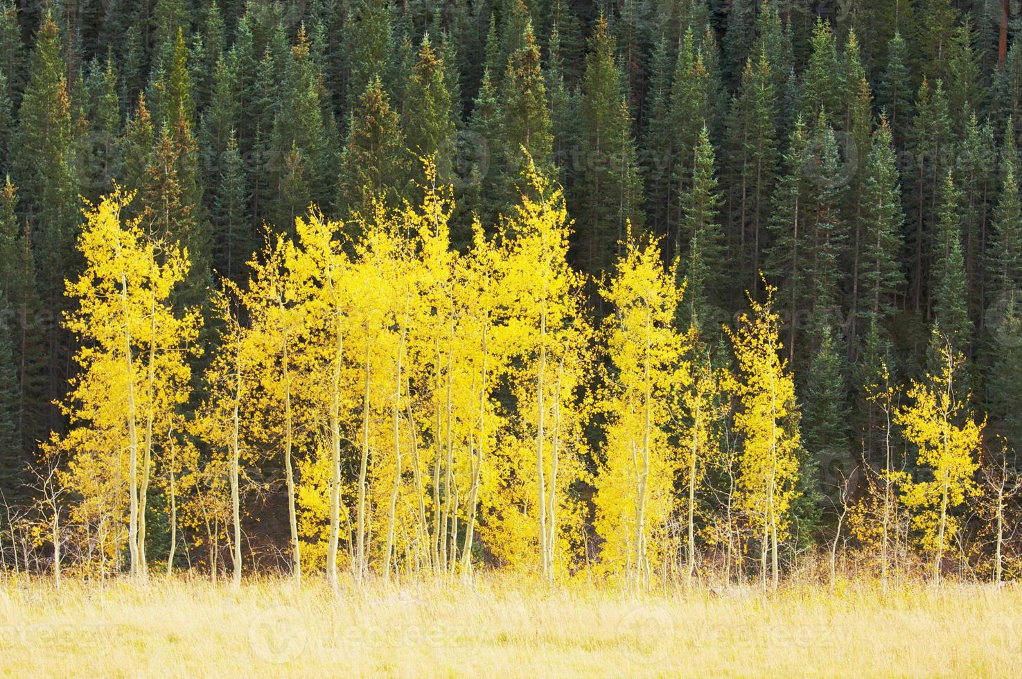 Espenkiefern, die ihre Farbe ändern foto