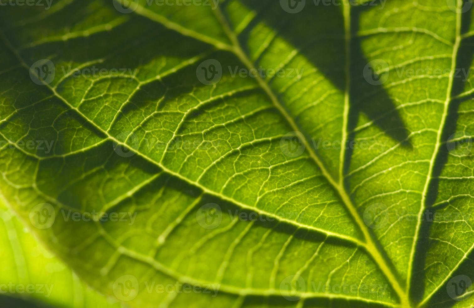 Makro-Blatt mit Hintergrundbeleuchtung foto