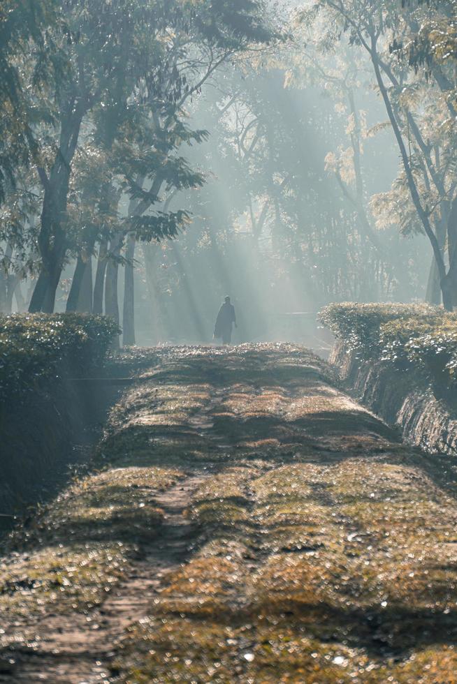 An einem nebligen Morgen, eine Person, die eine Baumgartenstraße entlang geht foto