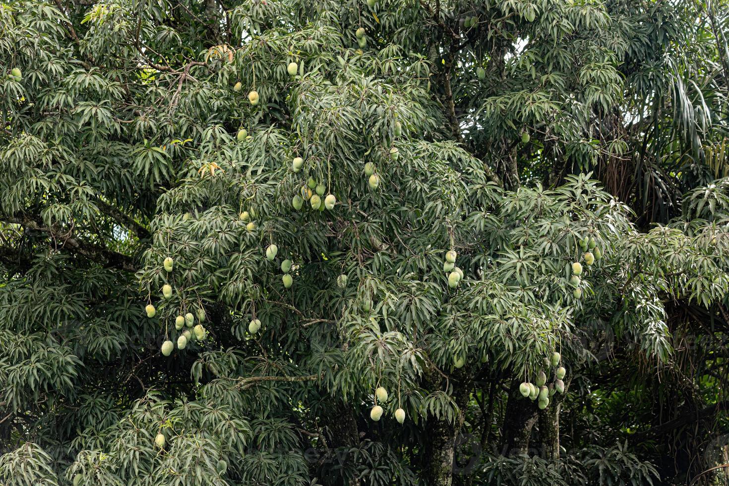 Mangobaum mit Früchten foto