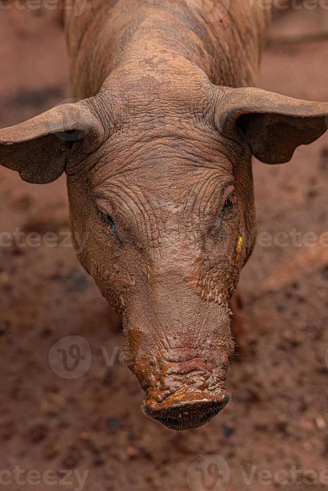 Schwein in einem Schweinestall im Freien aufgezogen foto