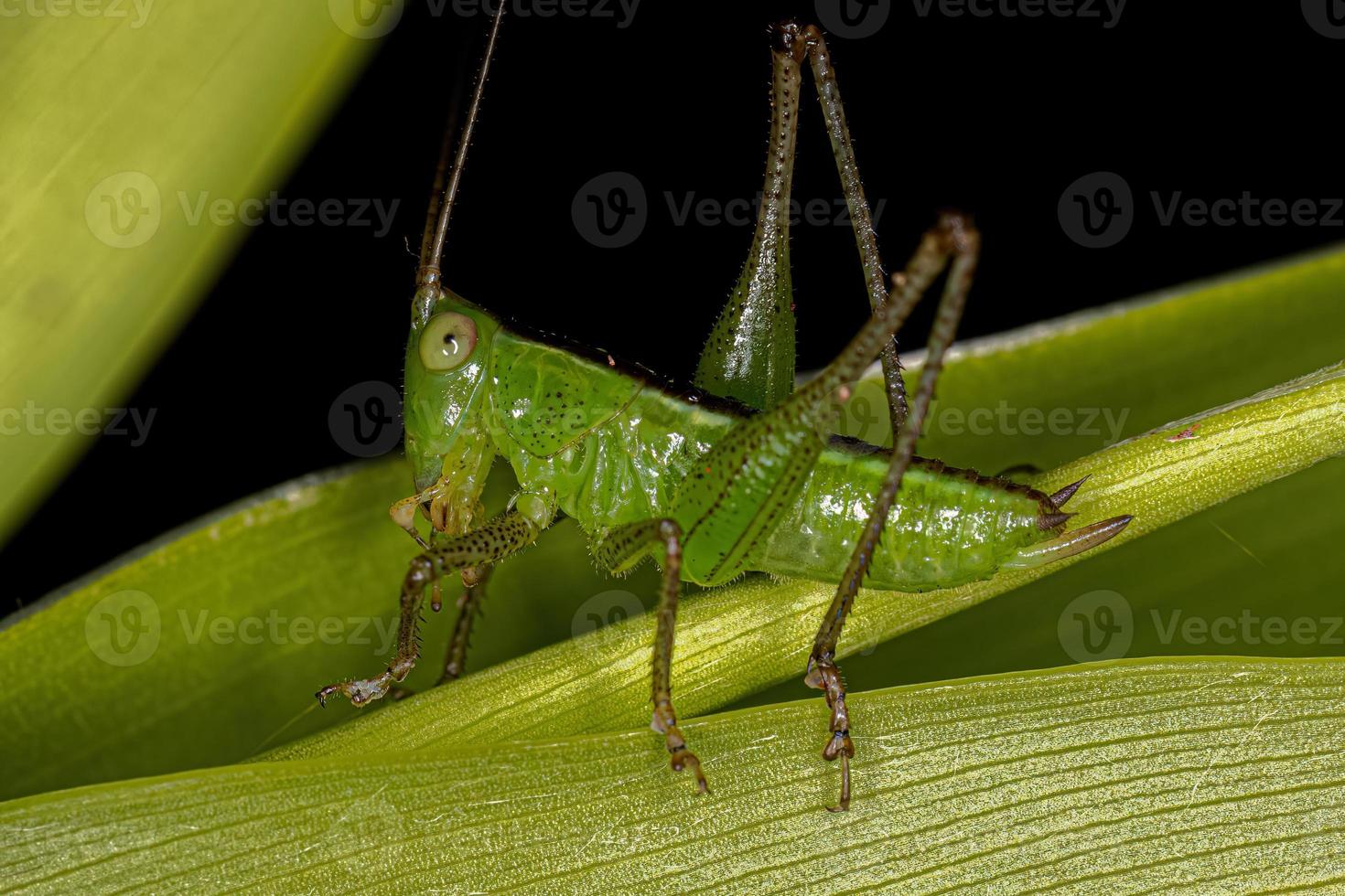 Kleine Wiese Katydid Nymphe foto