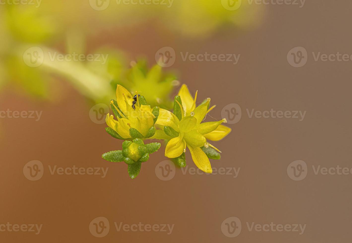Blume der Mauerpfefferpflanze foto