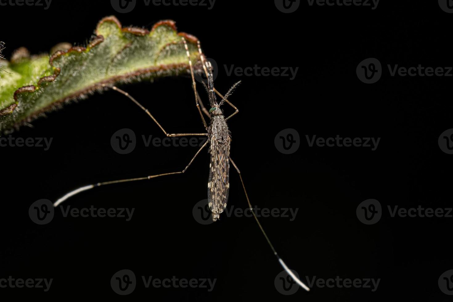 erwachsene Malariamücke foto