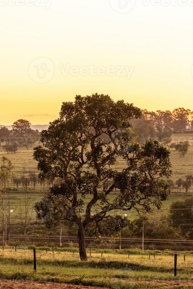Angiospermenbaum bei Sonnenuntergang foto