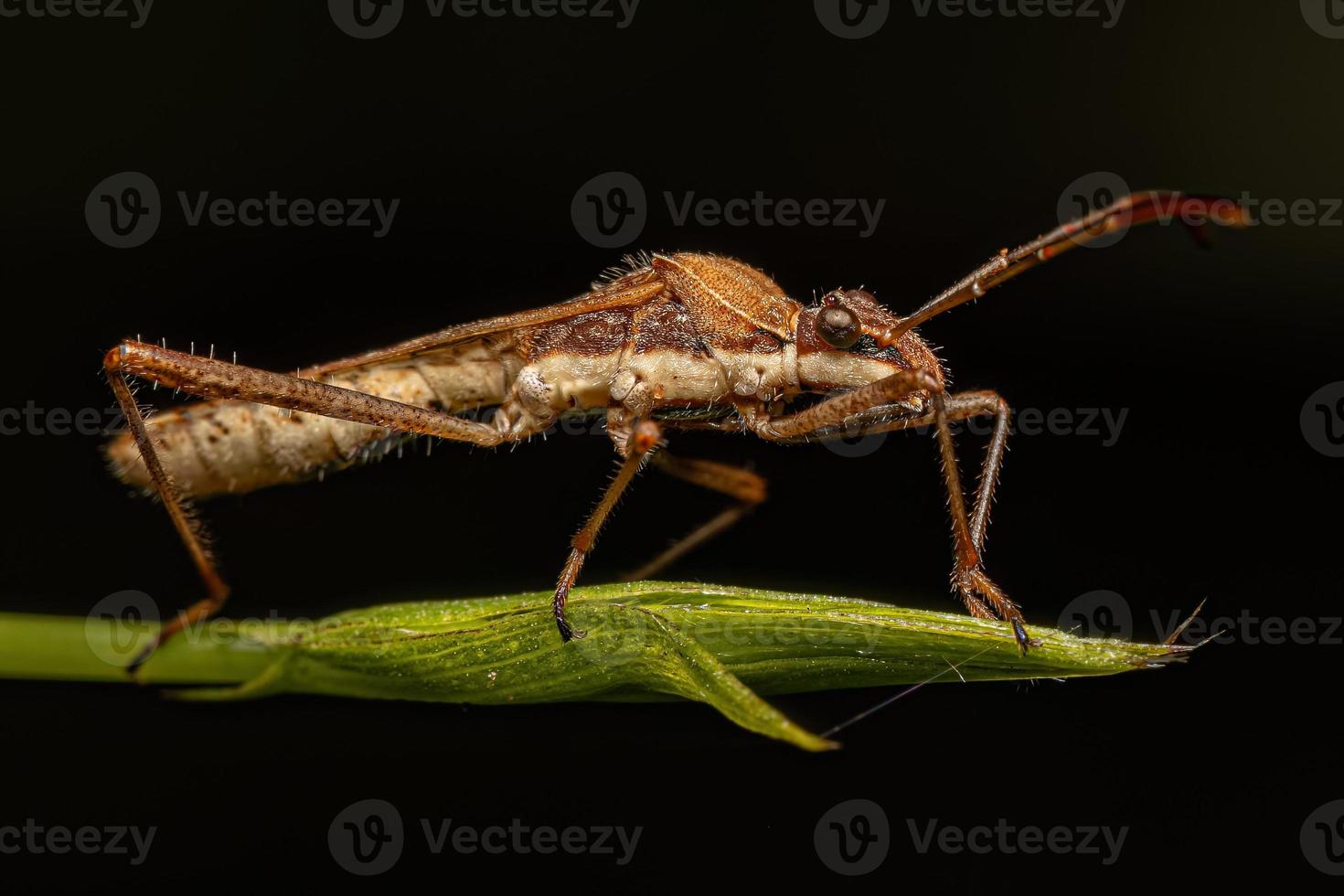 erwachsener männlicher breitköpfiger Käfer foto