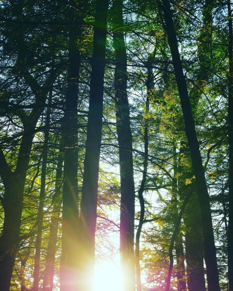 heller sonnenuntergang linseneffekt durch bäume foto