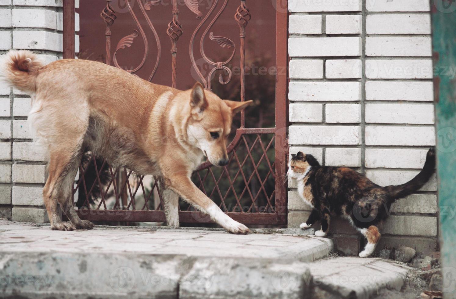 unglaubliche Freundschaft zwischen Katzen und Hunden, Bekanntschaft und Interesse an einem neuen Freund. foto