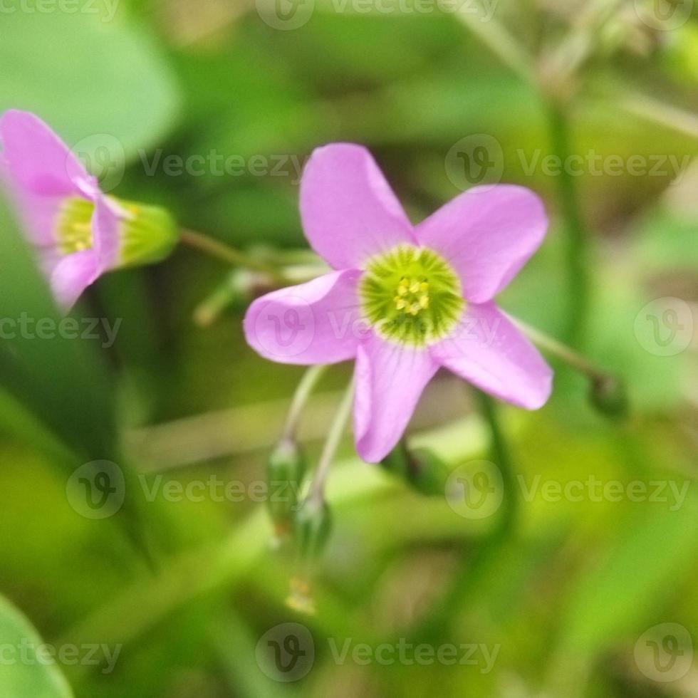 Nahaufnahme von Oxalis latifolia foto